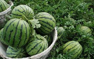 热门大瓜top10,揭秘娱乐圈风云变幻